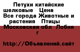 Петухи китайские шелковые › Цена ­ 1 000 - Все города Животные и растения » Птицы   . Московская обл.,Лобня г.